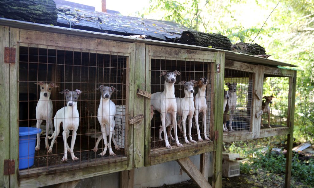 Dogs in cages at a suspected Puppy Mill.