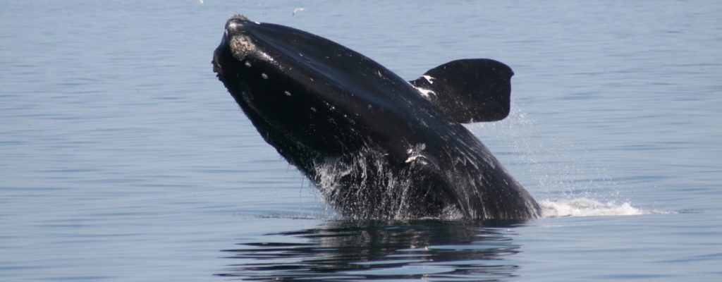 An endangered North Atlantic right Whale.