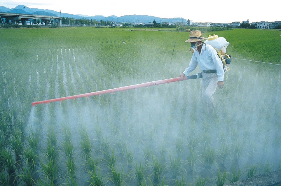 A man applies pesticide on crops.