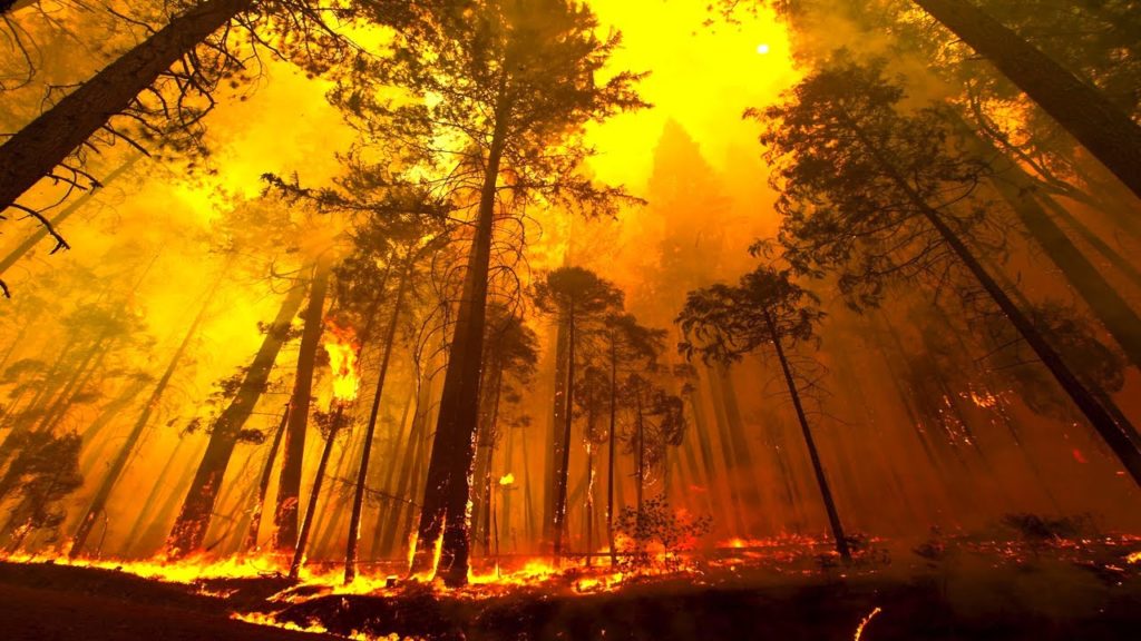 A forest fire.
