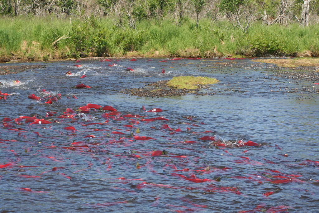 Bristol Bay Sockeye Salmon spawning