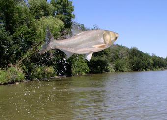 An invasive Asian Carp leaps from the water