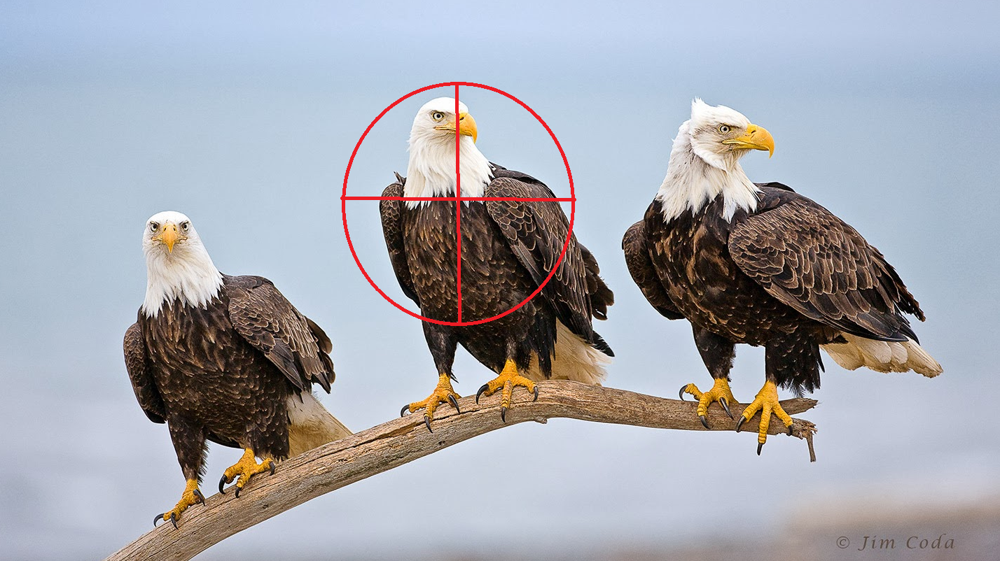 Three Bald Eagles on a Branch