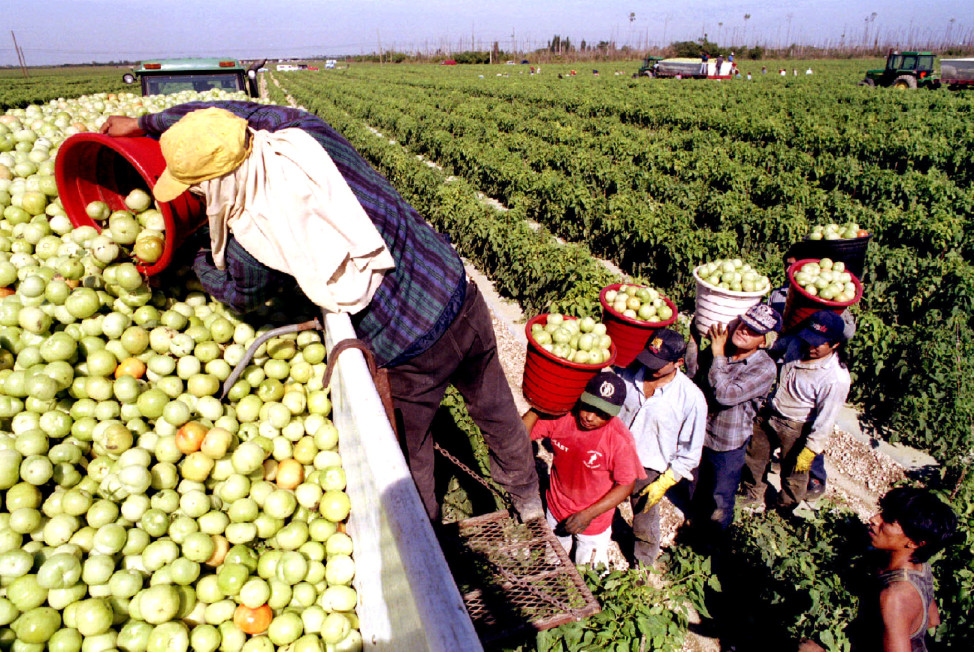 Migrant workers at Di'Mare farms in Florida City, Florida, load a truck with unripe tomatoes January 4 for shipment to a local packing plant.