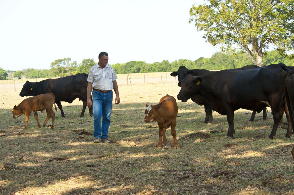 A Man walks among some cows.