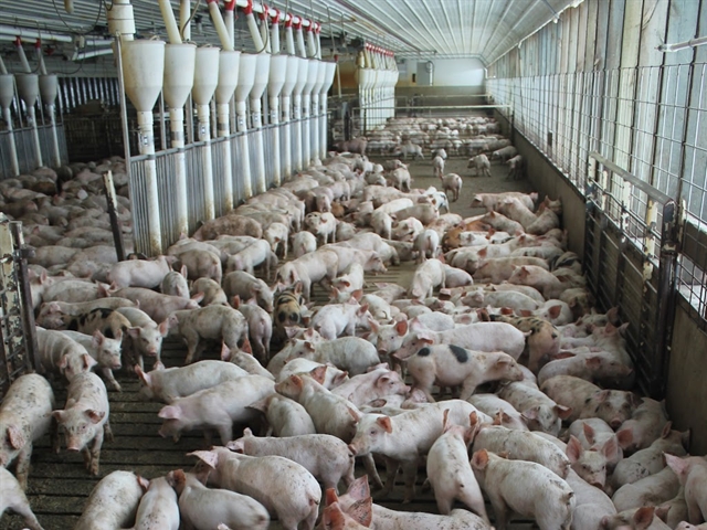 A pen at a large industrial hog farm.