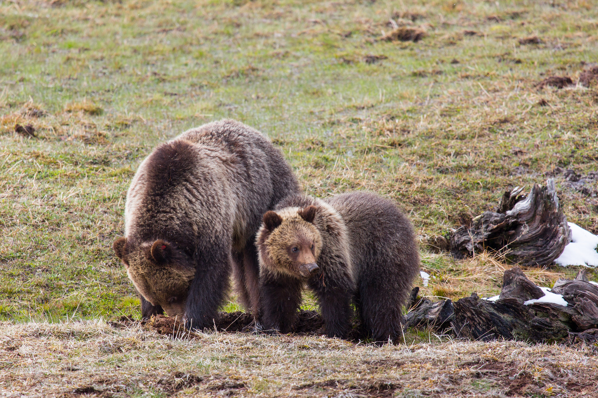 Grizzly Bear's on the look for food.