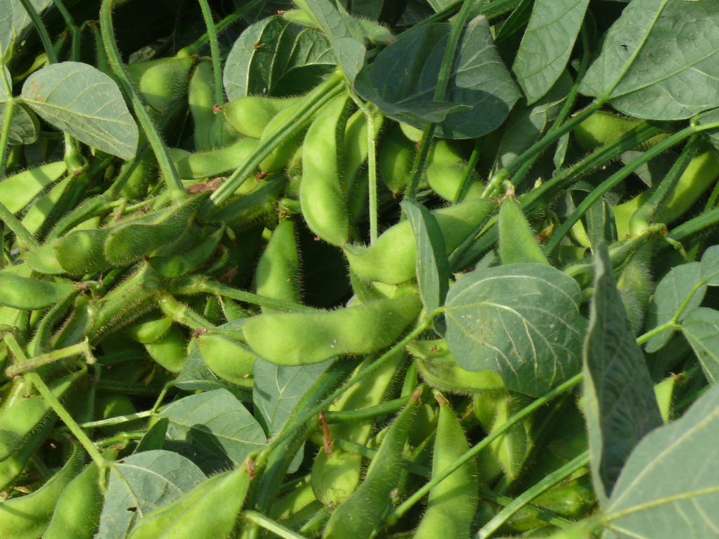 A Picture of Soybeans. Victim of Trump's trade war.