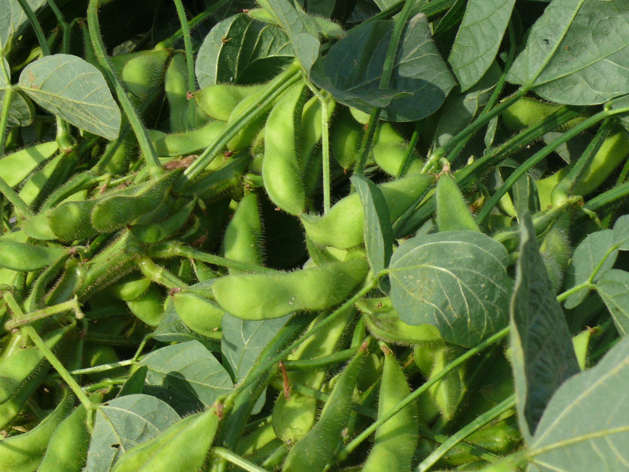 A Picture of Soybeans. Victim of Trump's trade war.