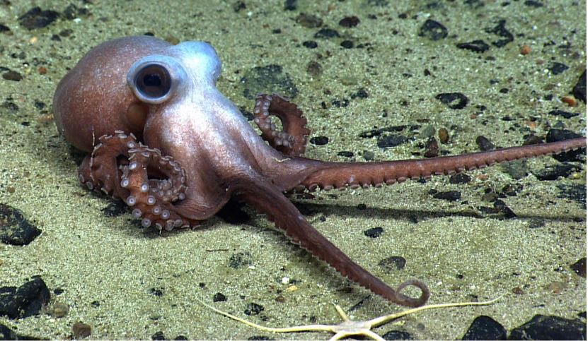 Zinke Wants to Open Atlantic Marine Monument to Commercial Fishing Octopus