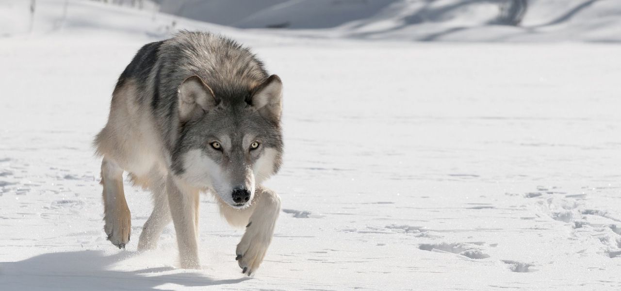 A gray wolf