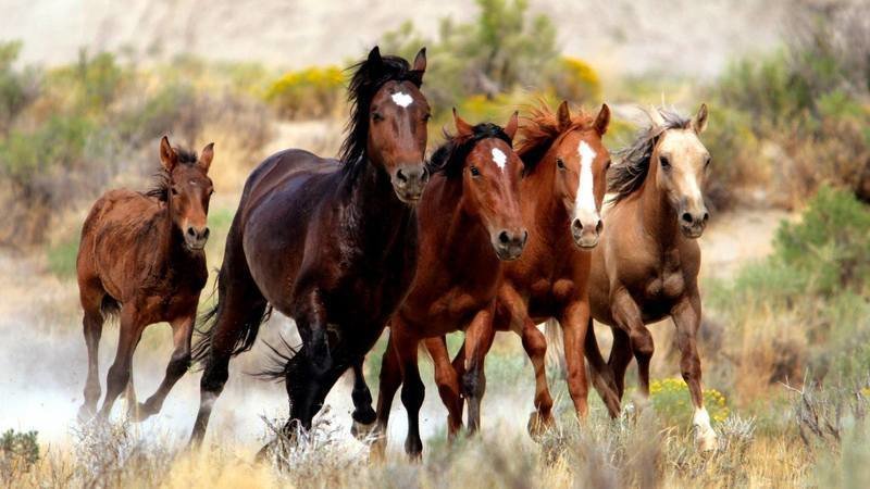Opposition Builds to Interior Department Records Purge A pack of wild horses.