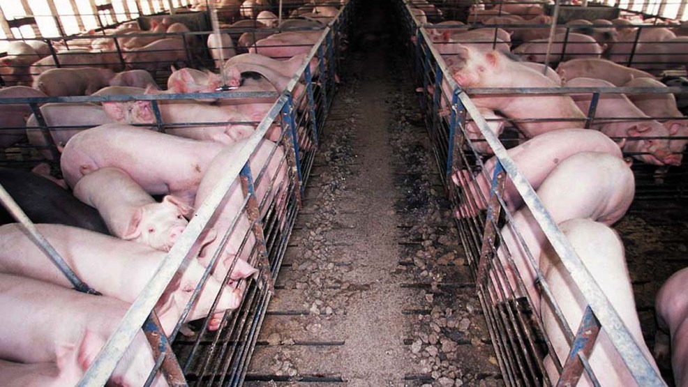 Hogs in pens at a hog farm.