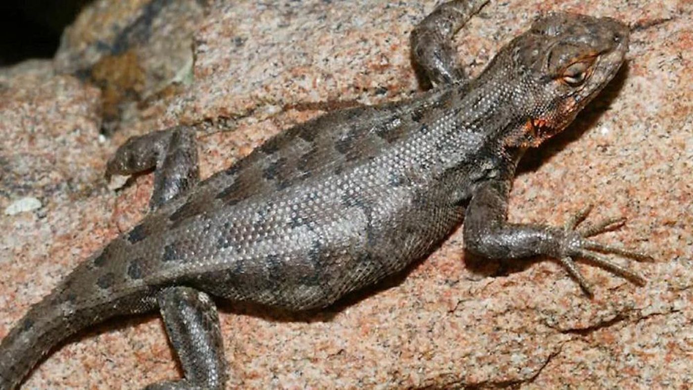Dunes Sagebrush Lizard