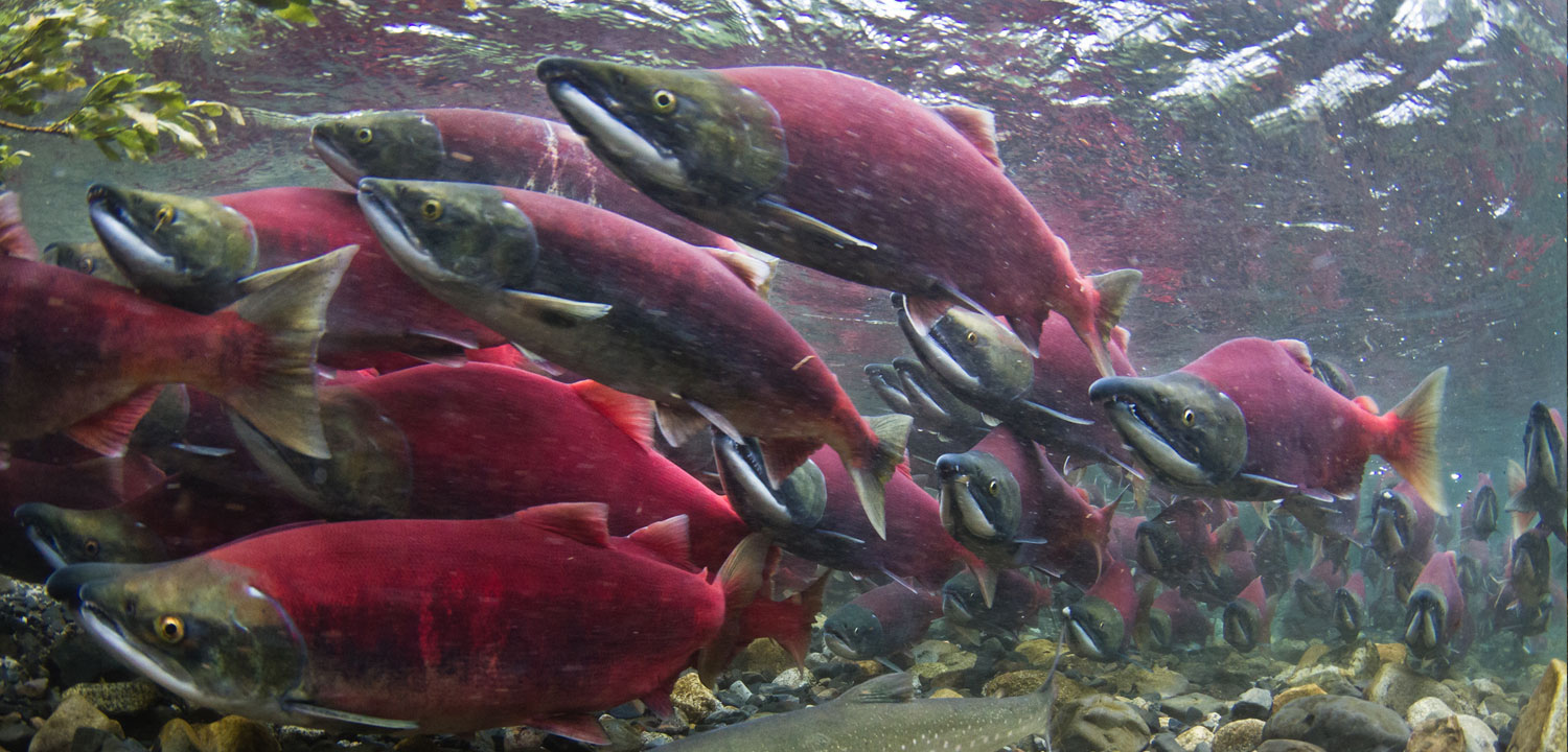 School of Salmon