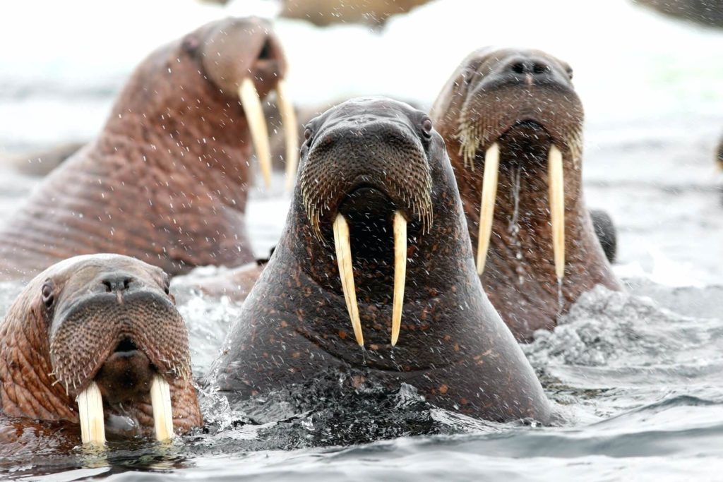 Pacific Walrus