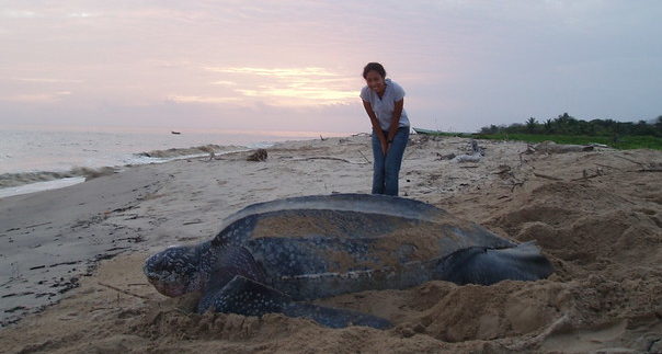 An adult leatherback turtle heads for the ocean.