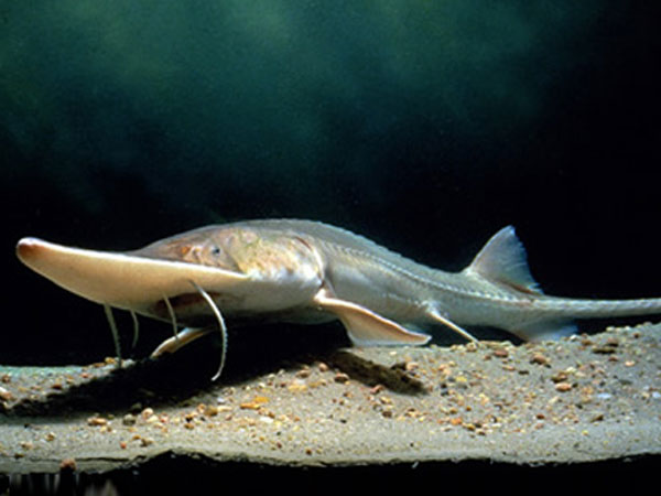 Pallid Sturgeon