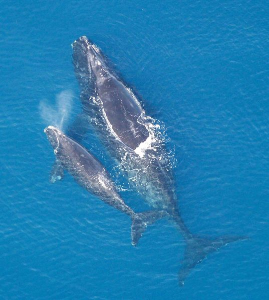 A Right Whale mother and calf