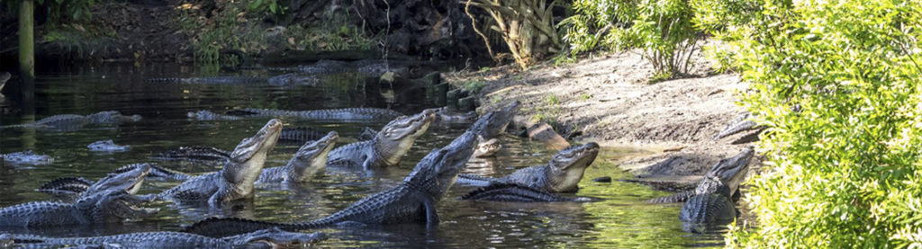 Alligators in a moat.