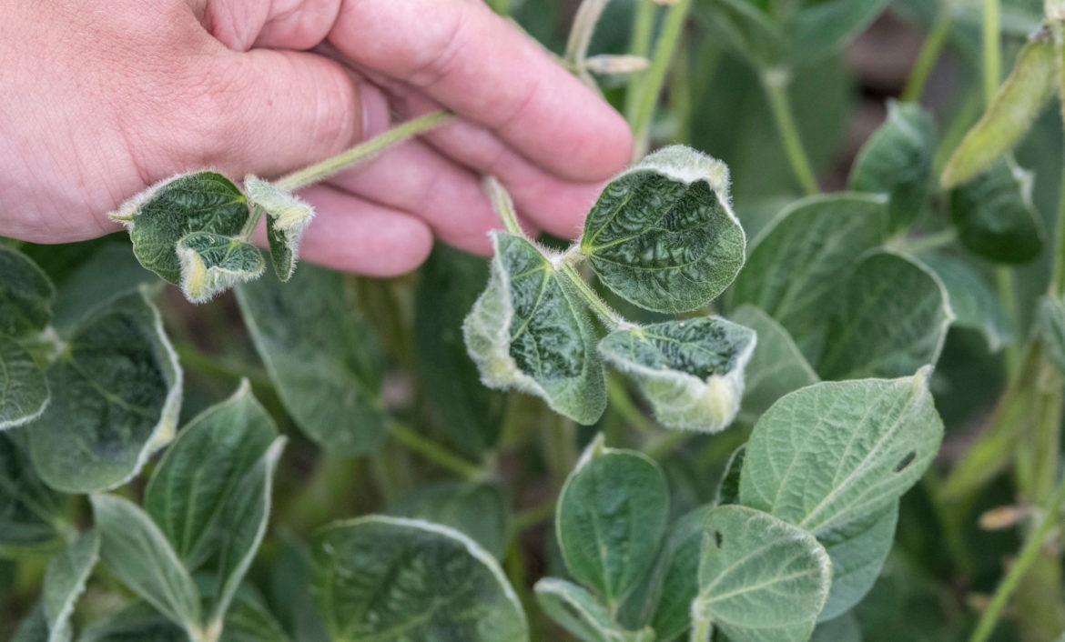 Dicamba Drift: Soybean damage.