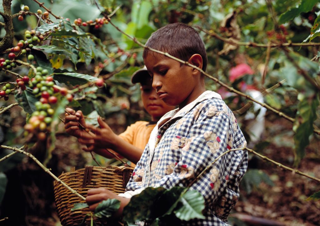 Jaime and Kaivin Ruiz working on a coffee plantation in Nicaragua. Trócaire's 2006 Lent campaign focused on the issue of child labor.
