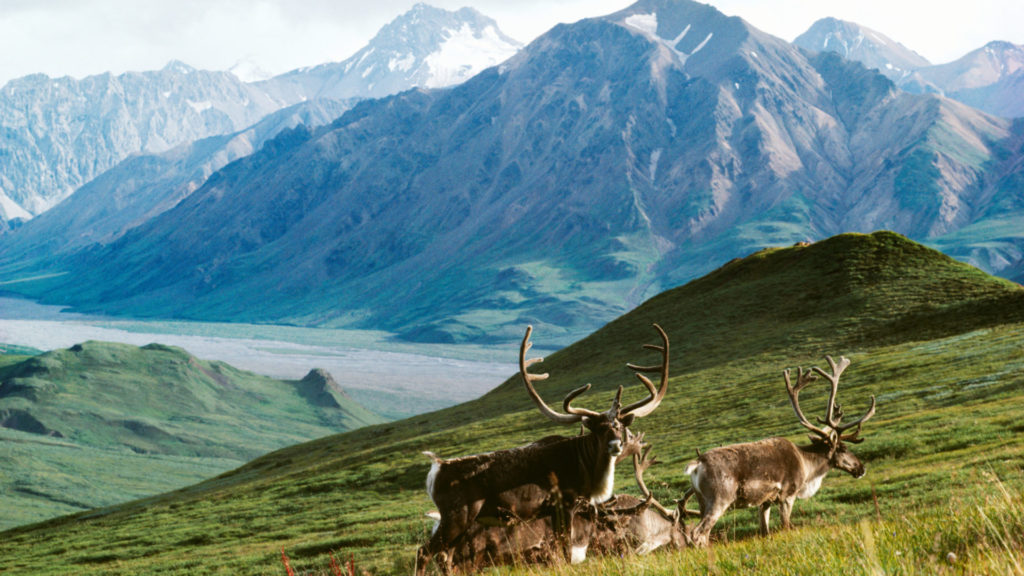 Oil Leases: Caribou in Alaska