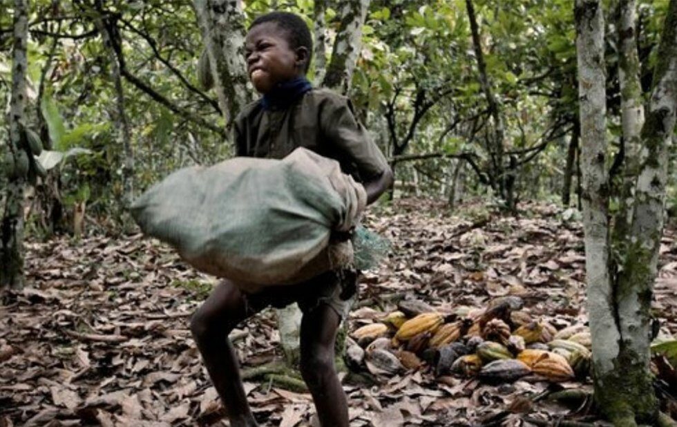 Coco plantation chile slave labor in western Africa. Photo: SumOfUs.org