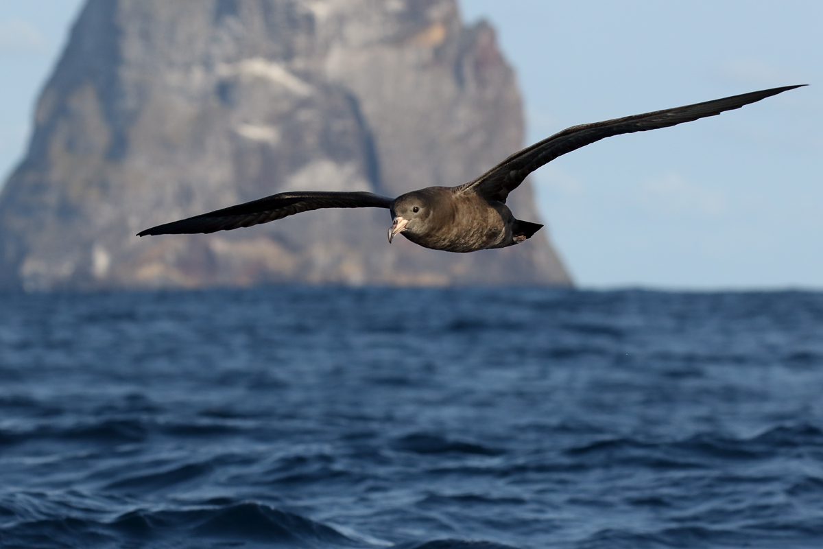 Seabird