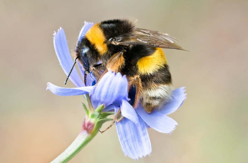 Bee on flower.