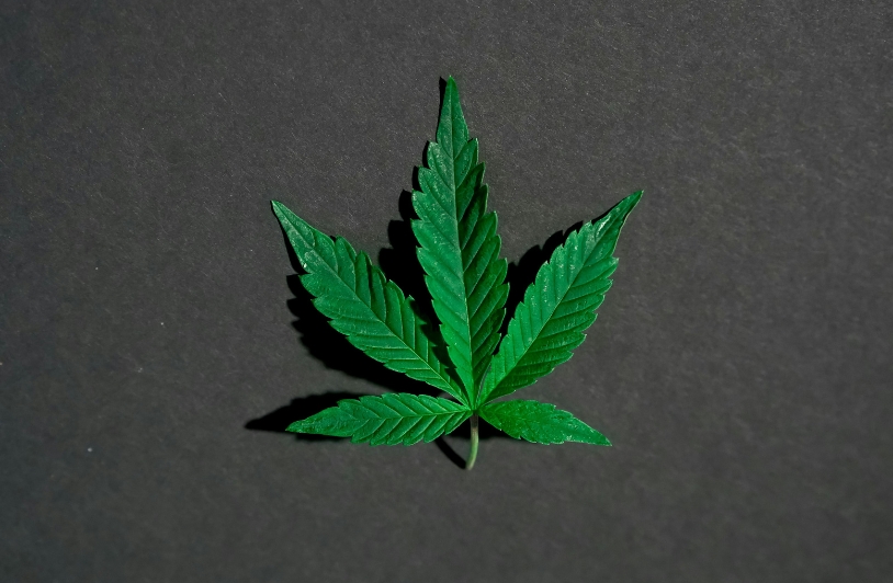 Cannabis leaf.