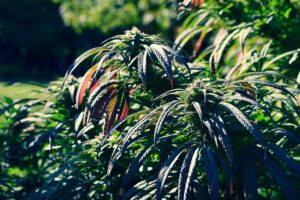 Cannabis plant