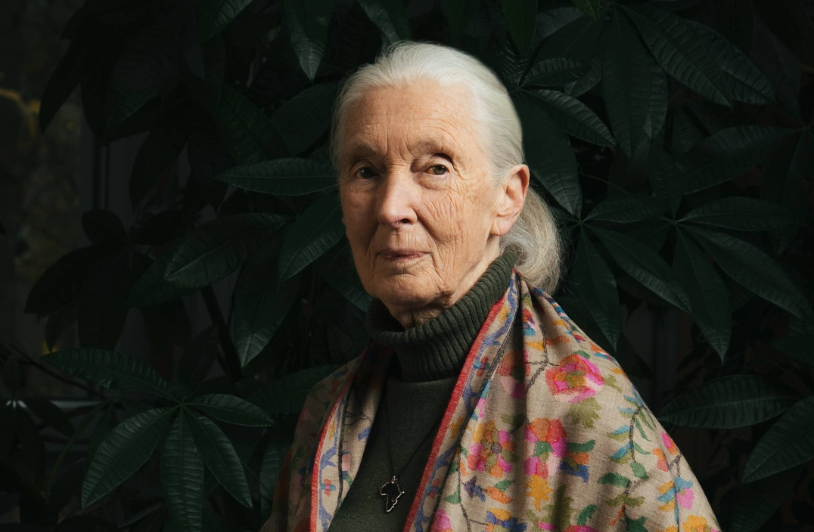 Jane Goodall