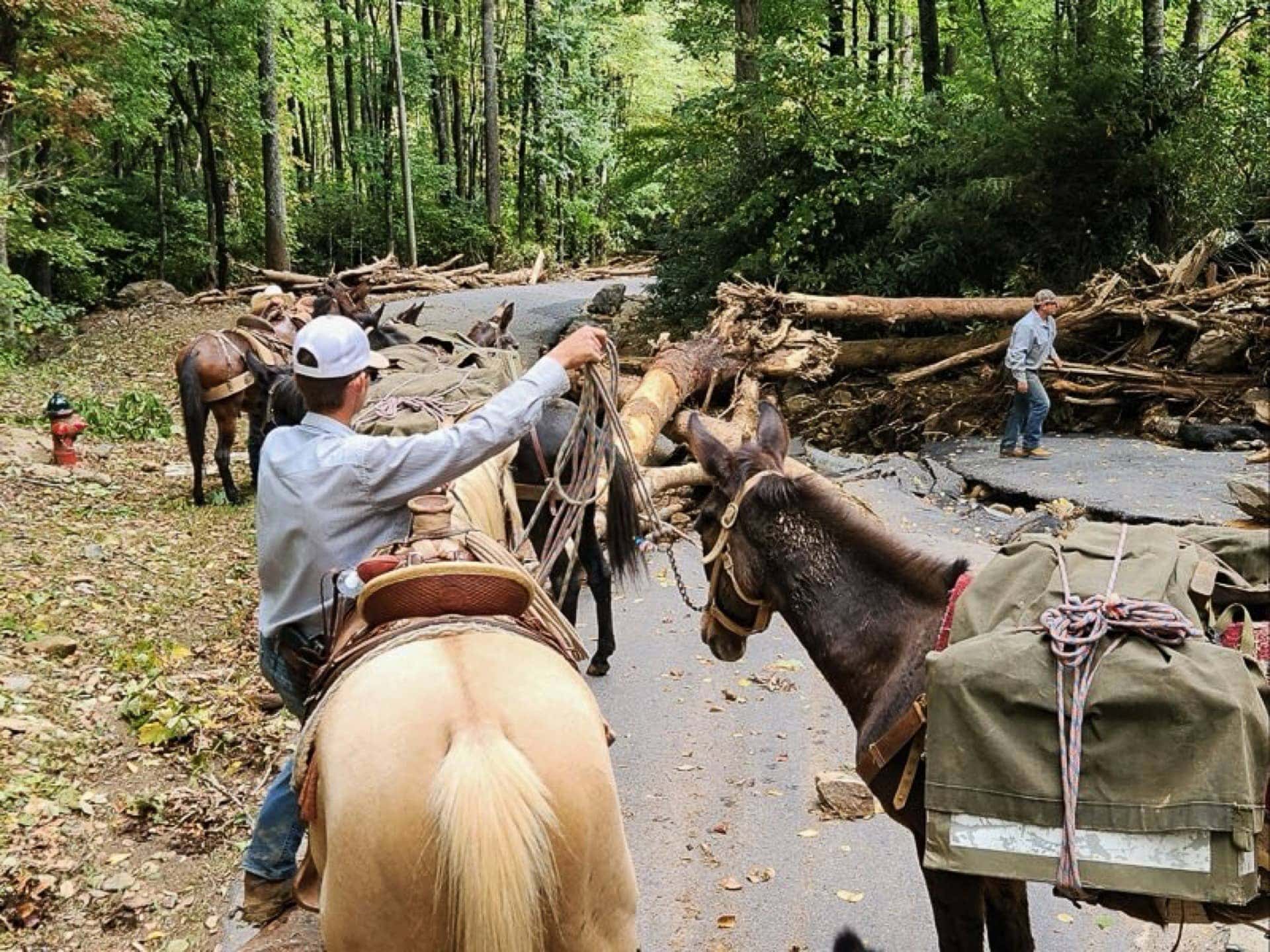 Man with mules