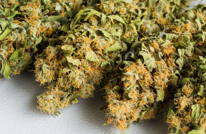 DCR-blueberry-lemon-bars-cannabis-strain-Insert3 Photograph illustrating this sponsored article