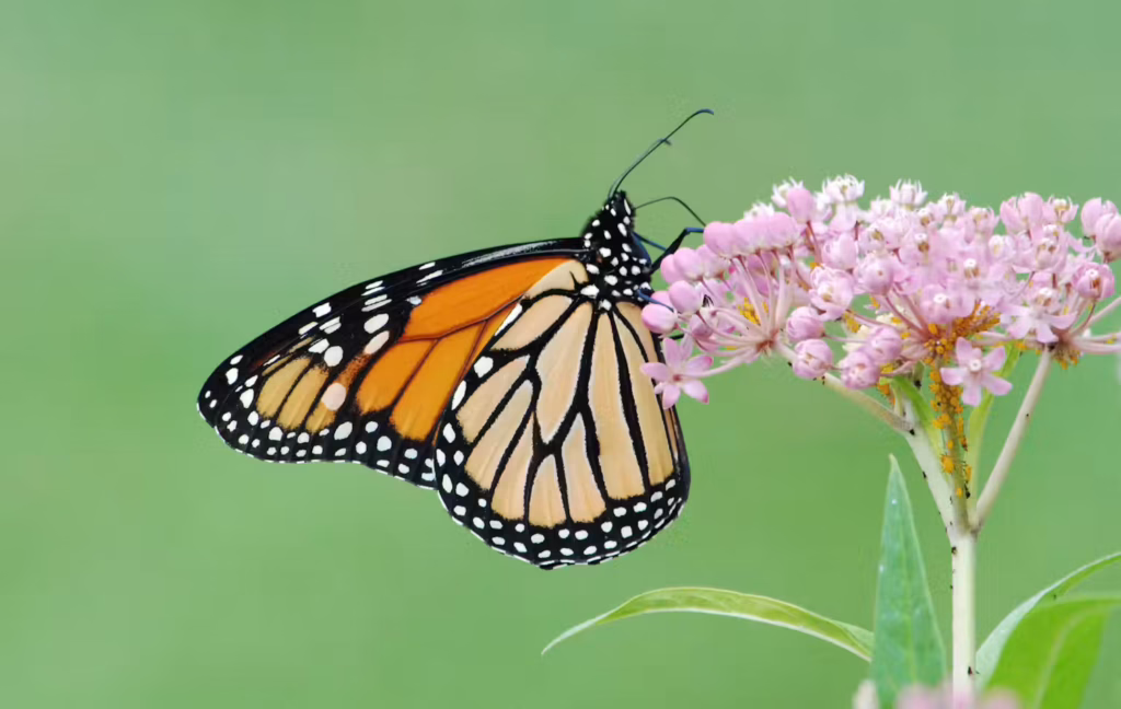 An orange and black butterfly on a pink constellation of tiny flowers.