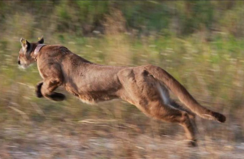 3 Iconic Animals Show the Value of the US Endangered Species Act – And the Harm in Stripping It Away A big cat leaps as it runs.