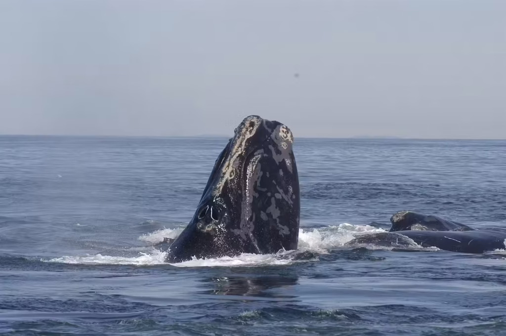A whale sticking its nose up above the water.